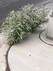 Solanum elaeagnifolium