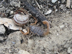 Aegaeobuthus gibbosus