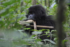 Gorilla beringei beringei
