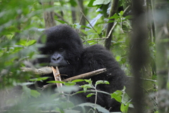 Gorilla beringei beringei