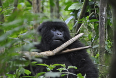 Gorilla beringei beringei