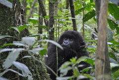 Gorilla beringei beringei