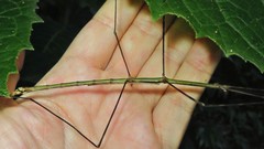 Cladoxerus cryphaleus