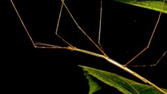 Cladoxerus cryphaleus