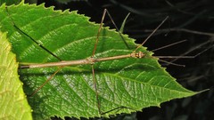 Cladoxerus cryphaleus