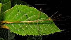 Cladoxerus cryphaleus