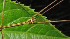 Cladoxerus cryphaleus
