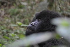 Gorilla beringei beringei