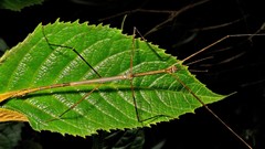 Cladoxerus cryphaleus