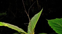 Cladoxerus cryphaleus