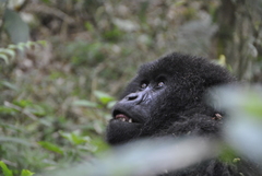 Gorilla beringei beringei