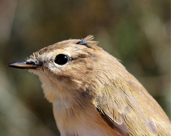 Phylloscopus sindianus lorenzii