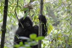 Gorilla beringei beringei
