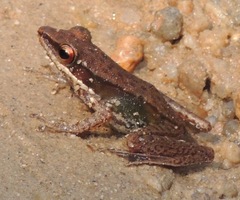 Indosylvirana nicobariensis