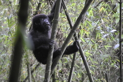 Gorilla beringei beringei