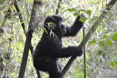 Gorilla beringei beringei