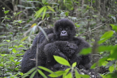 Gorilla beringei beringei