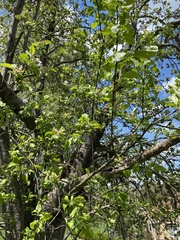 Peraphyllum ramosissimum