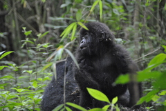Gorilla beringei beringei