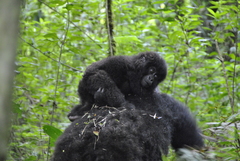 Gorilla beringei beringei