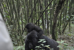 Gorilla beringei beringei