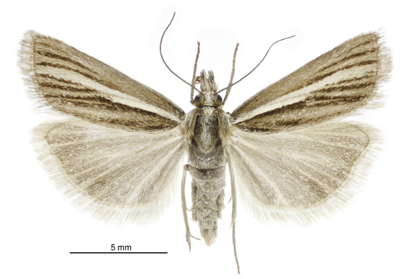 Orocrambus tritonellus