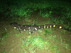 Ambystoma californiense