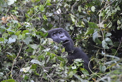 Gorilla beringei beringei