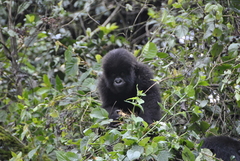 Gorilla beringei beringei