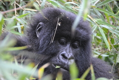 Gorilla beringei beringei