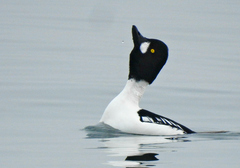 Bucephala clangula × islandica