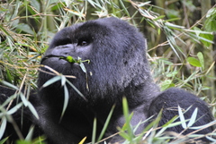Gorilla beringei beringei