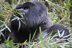 Gorilla beringei beringei