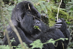 Gorilla beringei beringei