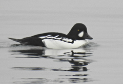 Bucephala clangula × islandica