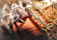 Aphonopelma seemanni