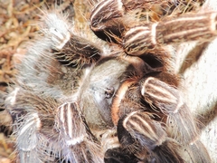Aphonopelma seemanni