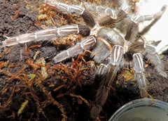 Aphonopelma seemanni