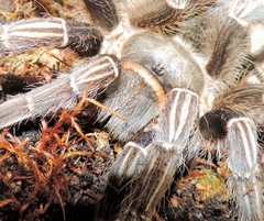 Aphonopelma seemanni