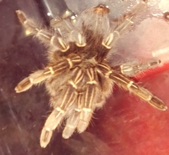 Aphonopelma seemanni