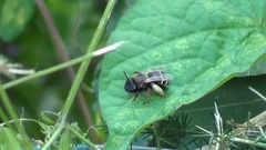 Eucera