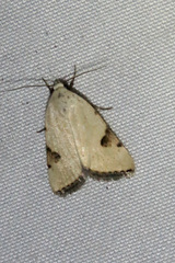 Micrathetis costiplaga