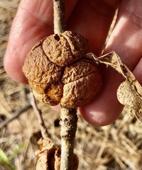 Disholcaspis spongiosa