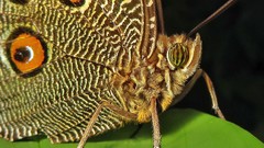 Dasyophthalma creusa