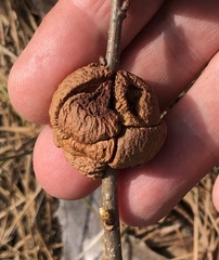 Disholcaspis spongiosa