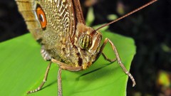 Dasyophthalma creusa