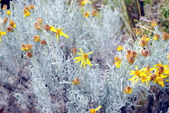 Senecio argophylloides