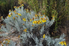 Senecio argophylloides