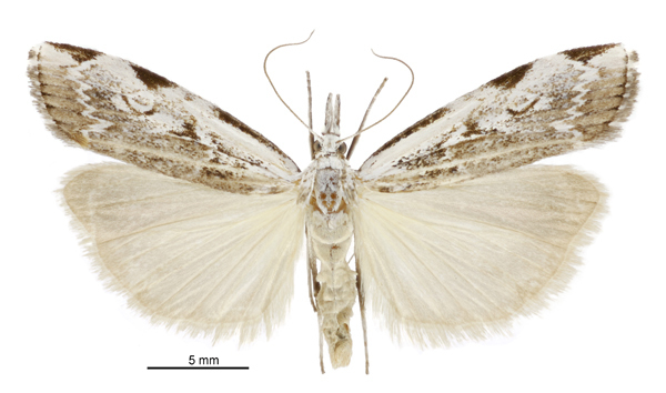 Orocrambus tuhualis
