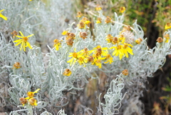 Senecio argophylloides